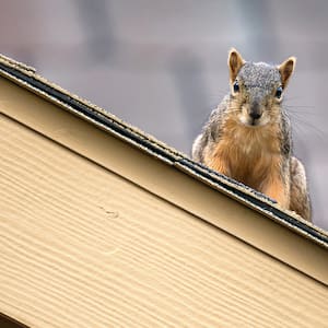 squirrel on to of roof of house       